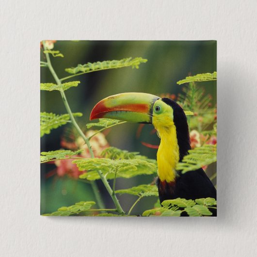 Zentralamerika, Honduras. Tastenbeladener Toucan Button (Vorderseite)