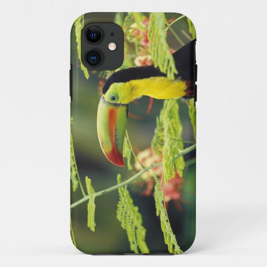 Zentralamerika, Honduras. Tastenbeladener Toucan Case-Mate iPhone Hülle (Rückseite)