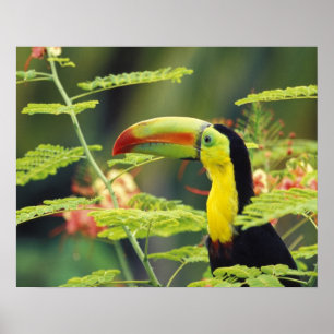Zentralamerika, Honduras. Tastenbeladener Toucan Poster
