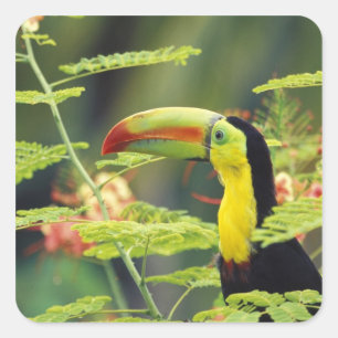 Zentralamerika, Honduras. Tastenbeladener Toucan Quadratischer Aufkleber