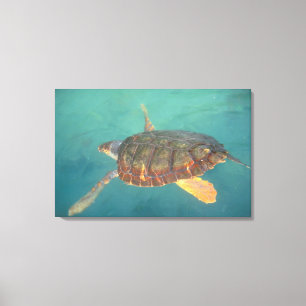 Zentralamerika, Panama, Bocas del Torro Leinwanddruck