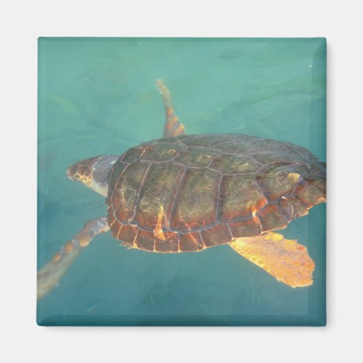 Zentralamerika, Panama, Bocas del Torro Magnet (Vorne)