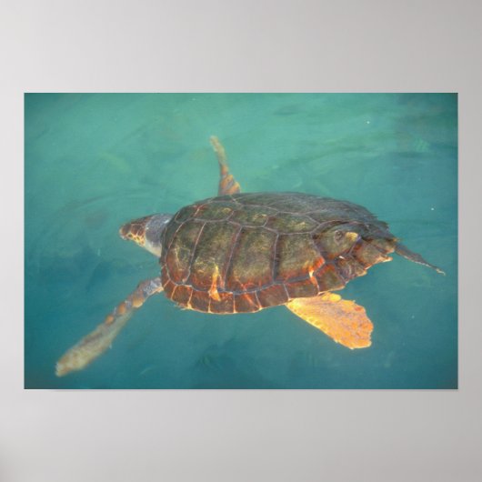 Zentralamerika, Panama, Bocas del Torro Poster (Vorne)