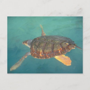 Zentralamerika, Panama, Bocas del Torro Postkarte