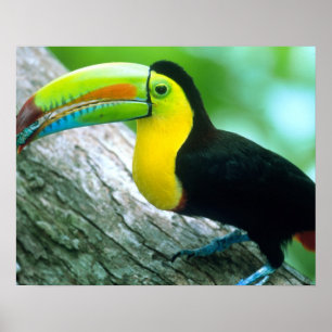 ZENTRALAMERIKA, Panama, Borro Colorado Insel 2 Poster