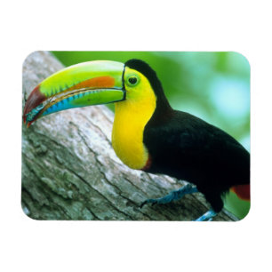 ZENTRALAMERIKA, Panama, Borro Colorado Island 2 Magnet