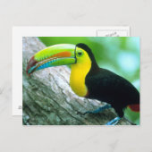 ZENTRALAMERIKA, Panama, Borro Colorado Island 2 Postkarte (Vorne/Hinten)