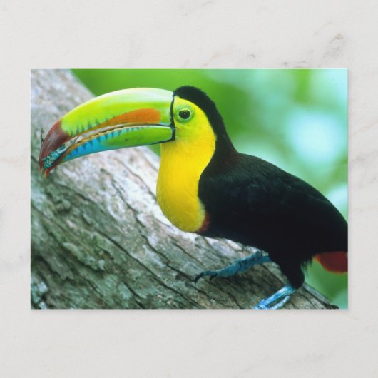 ZENTRALAMERIKA, Panama, Borro Colorado Island 2 Postkarte (Vorderseite)