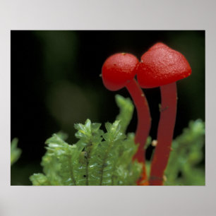 Zentralamerika, Panama, Provinz Chiriqui, 2 Poster