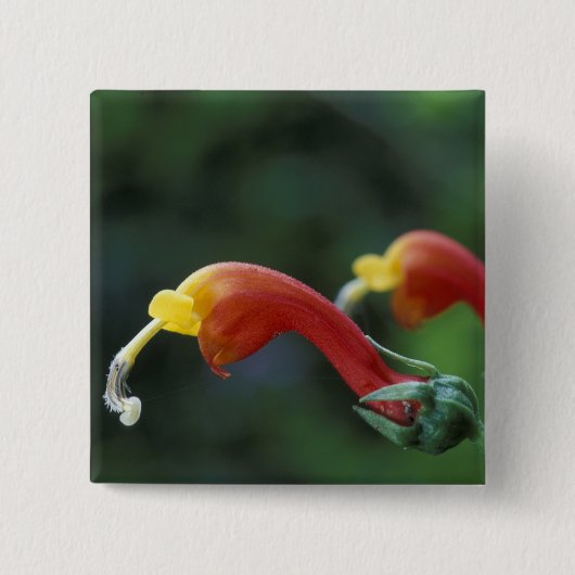 Zentralamerika, Panama, Provinz Chiriqui, Button (Vorderseite)