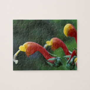 Zentralamerika, Panama, Provinz Chiriqui, Puzzle