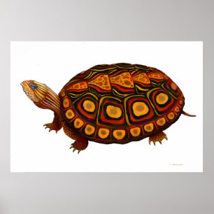 Zentralamerikanischer hölzerner Schildkröte-Druck Poster