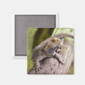 Zentralbartdrache auf Zweig-Postkartenkaffee m Magnet (Vorderseite/Rückseite)