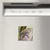 Zentralbartdrache auf Zweig-Postkartenkaffee m Magnet (In Situ (Geschirrspüler))