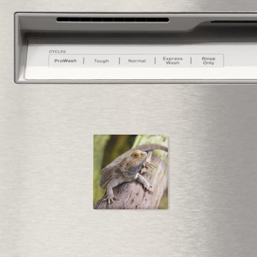 Zentralbartdrache auf Zweig-Postkartenkaffee m Magnet (In Situ (Geschirrspüler))