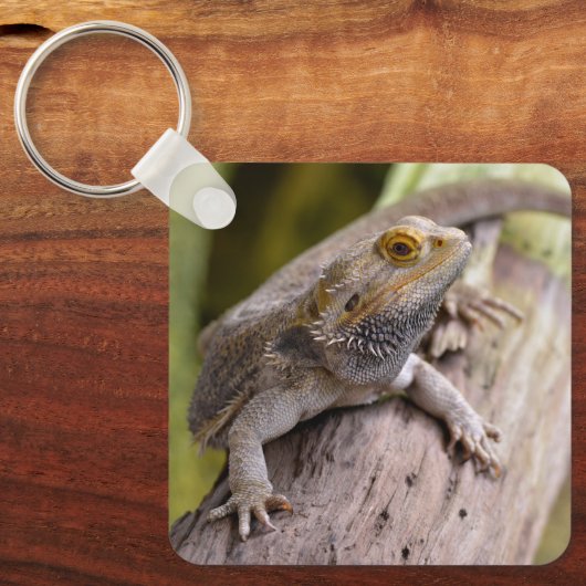 Zentralbartdrache auf Zweig-Postkartenkaffee m Schlüsselanhänger (Vorderseite)