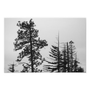Zentrale Oregon-Kiefern Schwarzweiss Fotodruck
