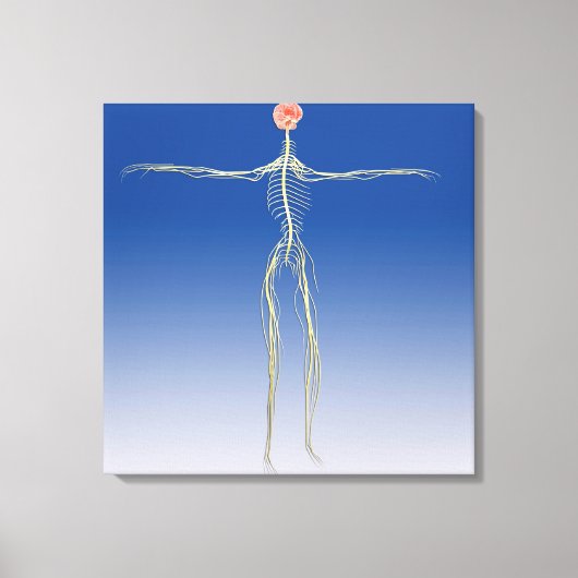 Zentrales Nervensystem mit menschlichem Gehirn Leinwanddruck (Vorderseite)