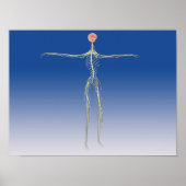 Zentrales Nervensystem mit menschlichem Gehirn Poster (Vorne)