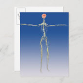 Zentrales Nervensystem mit menschlichem Gehirn Postkarte (Vorne/Hinten)
