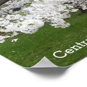 Zentralpark New York Blühender Baum im Frühjahr Poster (Ecke)