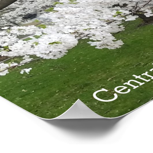 Zentralpark New York Blühender Baum im Frühjahr Poster (Ecke)