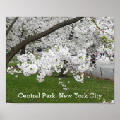 Zentralpark New York Blühender Baum im Frühjahr Poster (Vorne)