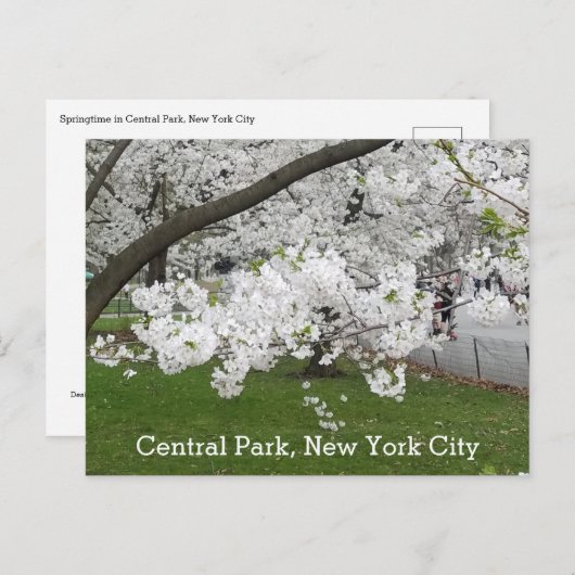 Zentralpark New York Blühender Baum im Frühjahr Postkarte (Vorne/Hinten)