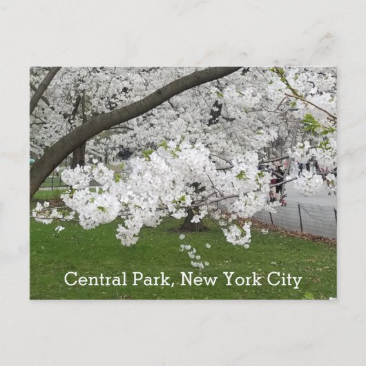 Zentralpark New York Blühender Baum im Frühjahr Postkarte (Vorderseite)
