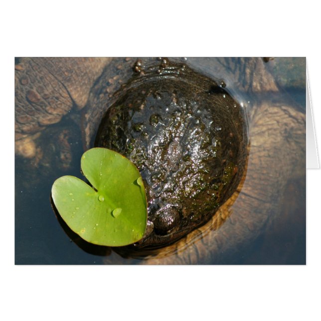 zentriert (Vorderseite (Horizontal))