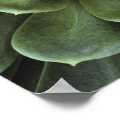 Zentrum der Kaktus Poster (Ecke)