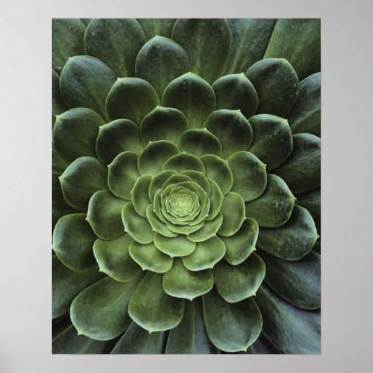 Zentrum der Kaktus Poster (Vorne)