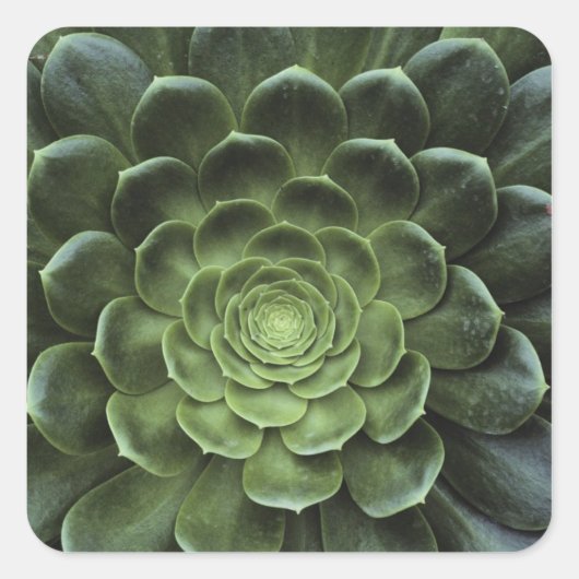 Zentrum der Kaktus Quadratischer Aufkleber (Vorderseite)