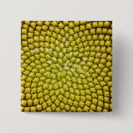 Zentrum der riesigen Sonnenblume (Helianthus annuu Button (Vorderseite)