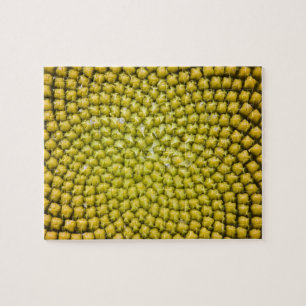Zentrum der riesigen Sonnenblume (Helianthus annuu Puzzle
