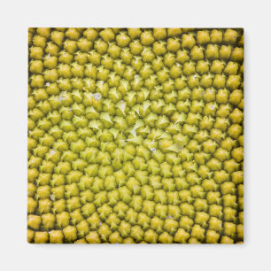 Zentrum einer riesigen Sonnenblume (Helianthus ann Magnet