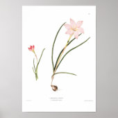 Zephyranthes Poster (Vorne)