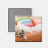 zerstörerischer Hund Magnet (Vorderseite/Rückseite)