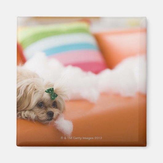 zerstörerischer Hund Magnet (Vorne)