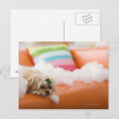 zerstörerischer Hund Postkarte (Vorne/Hinten)