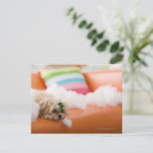 zerstörerischer Hund Postkarte (Stehend Vorderseite)
