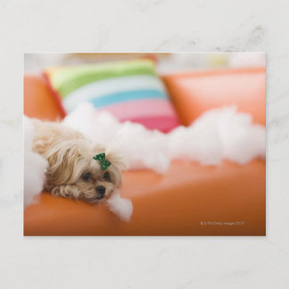 zerstörerischer Hund Postkarte