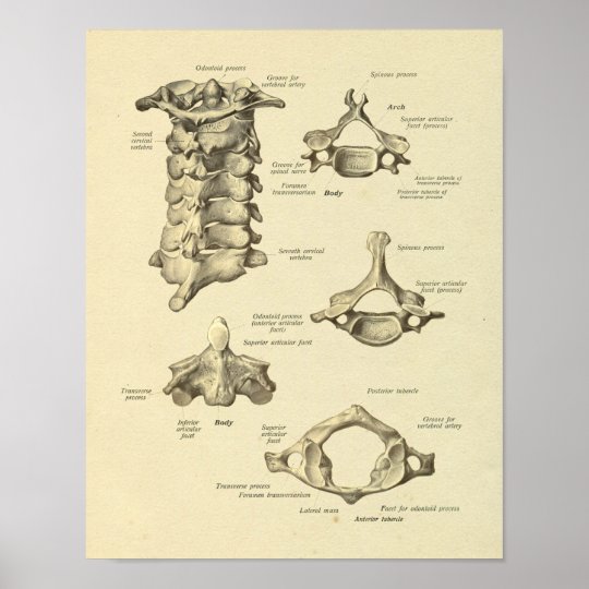 Zervikale Wirbel Anatomie Atlas Achsen Druck Poster Zazzle De