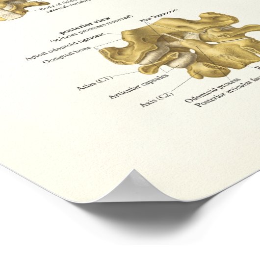 Zervikale Wirbelsäule und Wirbelsäule Anatomie Pos Poster (Ecke)