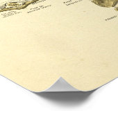 Zervikale Wirbelsäulenanatomie Wirbelknochen druck Poster (Ecke)