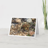 Zerynthia Rumina, Spanischer Schmetterling Karte (Vorderseite)