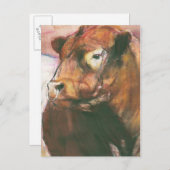 Zeus Red Belted Galloway Bull 2006 2 Postkarte (Vorne/Hinten)