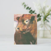 Zeus Red Belted Galloway Bull 2006 2 Postkarte (Stehend Vorderseite)