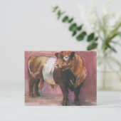 Zeus Red Belted Galloway Bull 2006 Postkarte (Stehend Vorderseite)