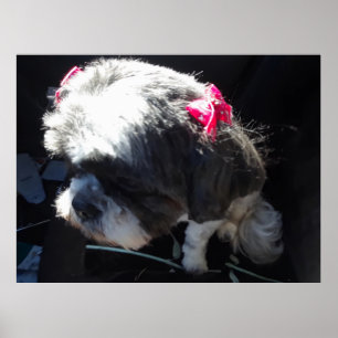 Zhina ist meine Shih Tzu Prinzessin Poster